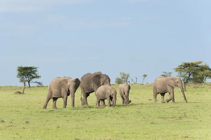 Framed Print : African bush elephants (Loxodonta africana)