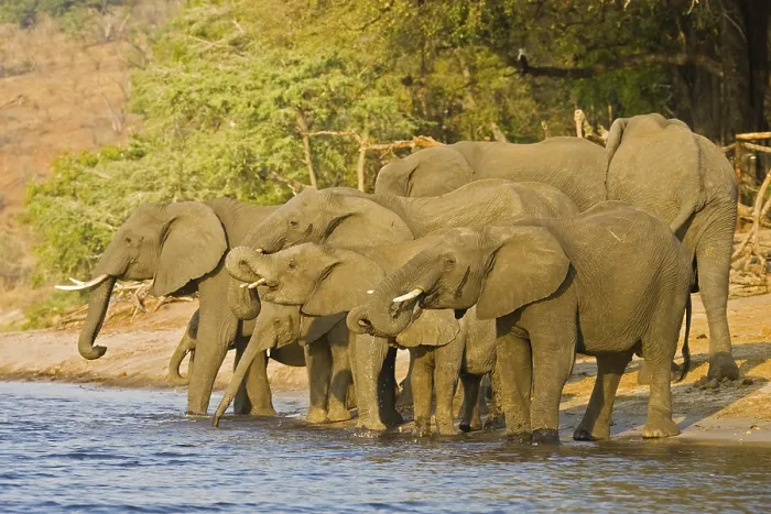 Framed Print : African Bush Elephants (Loxodonta africana) drinking water