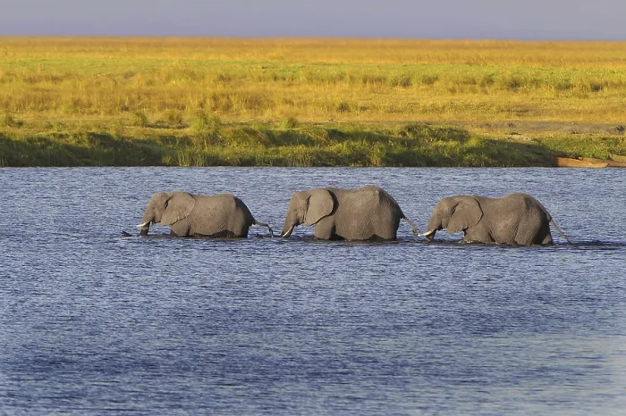 Framed Print : African Bush Elephants (Loxodonta africana) walking in a row through the water