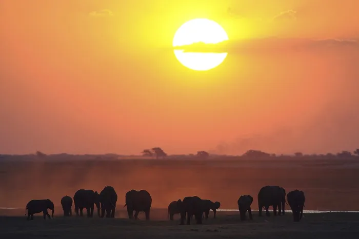 Framed Print : African Bush Elephants (Loxodonta africana) on the water edge at sunset