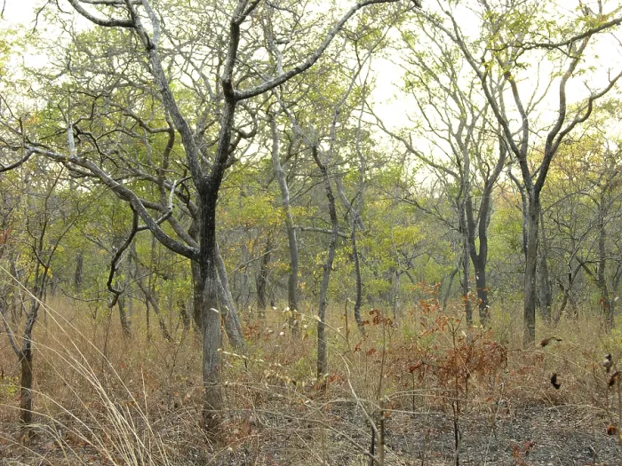 Framed Print : African bush landscape Framed Print : African bush landscape