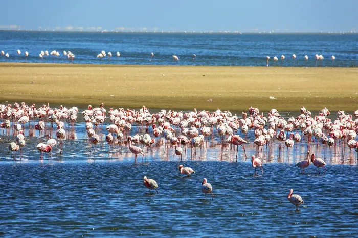 Framed Print : African coast of the Atlantic. Huge colony of pink flamingos