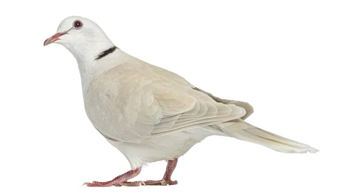 Framed Print : African Collared dove isolated on white Framed Print : African Collared dove isolated on white