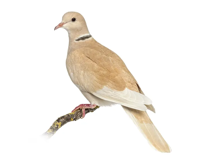 Framed Print : African Collared dove perched on his branch Framed Print : African Collared dove perched on his branch