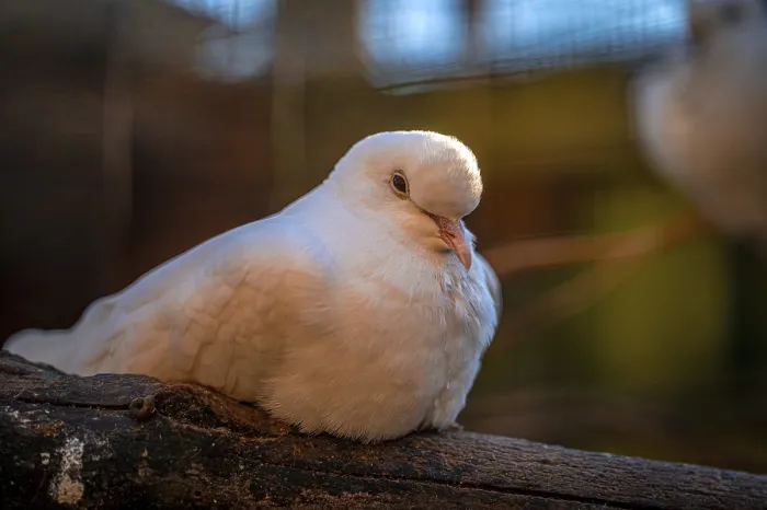 Framed Print : African collared dove (Streptopelia roseogrisea) in the dovecote
