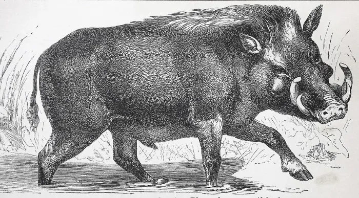 Framed Print : African common warthog (Phacochoerus africanus)