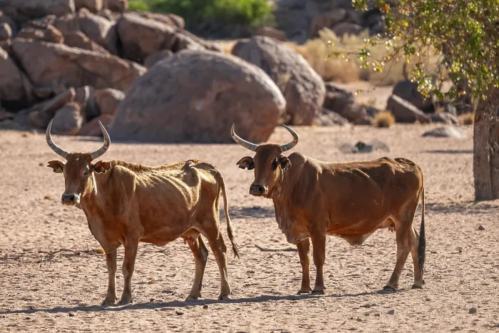 Framed Print : African cows, Damaraland, Kunene region, Namibia