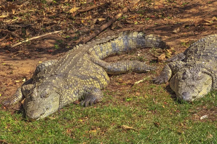 Framed Print : Two African Crocodiles species Crocodylus Niloticus