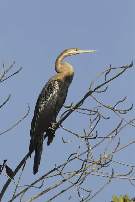 Framed Print : African Darter (Anhinga rufa), adult Framed Print : African Darter (Anhinga rufa), adult