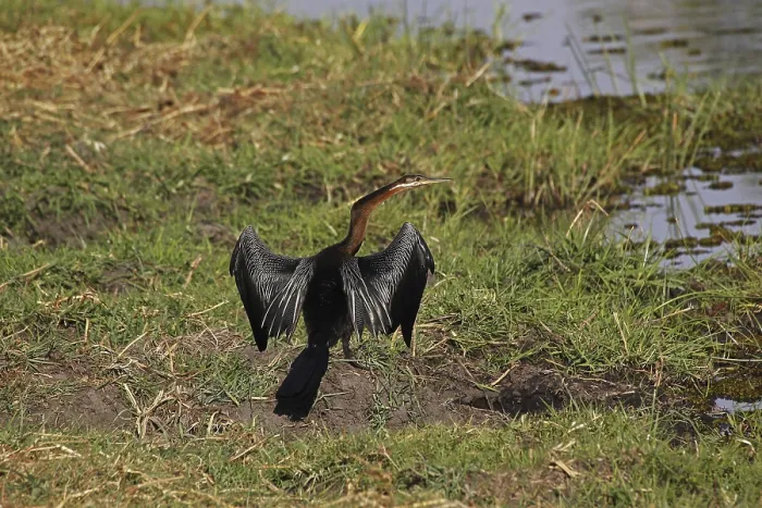 Framed Print : African Darter (anhinga rufa), Adult Drying Wings in the Sun Framed Print : African Darter (anhinga rufa), Adult Drying Wings in the Sun