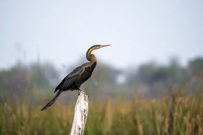 Framed Print : African Darter (Anhinga rufa) sitting on a dead tree