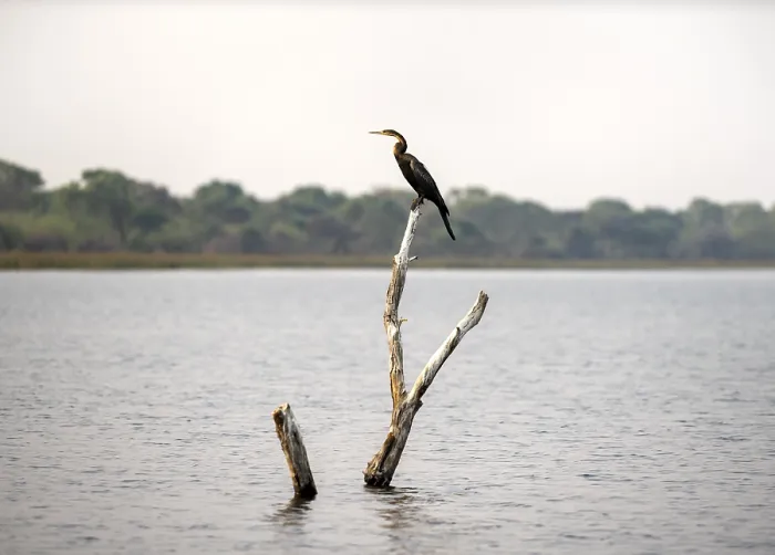Framed Print : African Darter (Anhinga rufa) sitting on a dead tree in the river Framed Print : African Darter (Anhinga rufa) sitting on a dead tree in the river