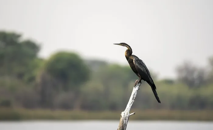 Framed Print : African Darter (Anhinga rufa) sitting on a dead tree in the river Framed Print : African Darter (Anhinga rufa) sitting on a dead tree in the river