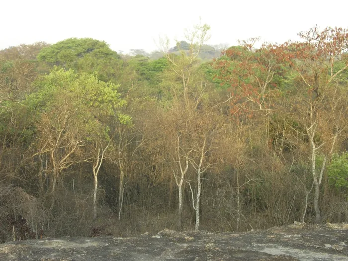 Framed Print : African deciduous forest after sunrise 6:30 Framed Print : African deciduous forest after sunrise 6:30