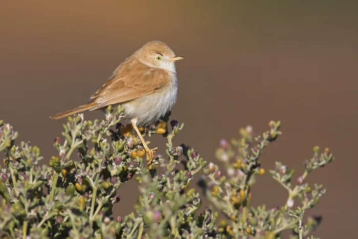 Framed Print : African Desert Warbler (Sylvia deserti)