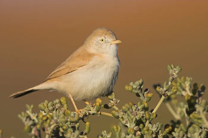 Framed Print : African Desert Warbler (Sylvia deserti) Framed Print : African Desert Warbler (Sylvia deserti)