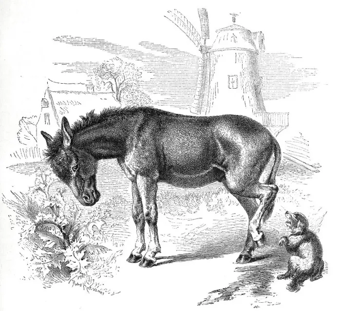 Framed Print : African donkey (Equus africanus) Framed Print : African donkey (Equus africanus)