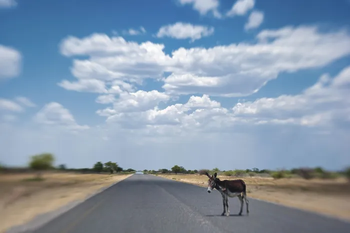 Framed Print : African donkey (Equus africanus) on the highway