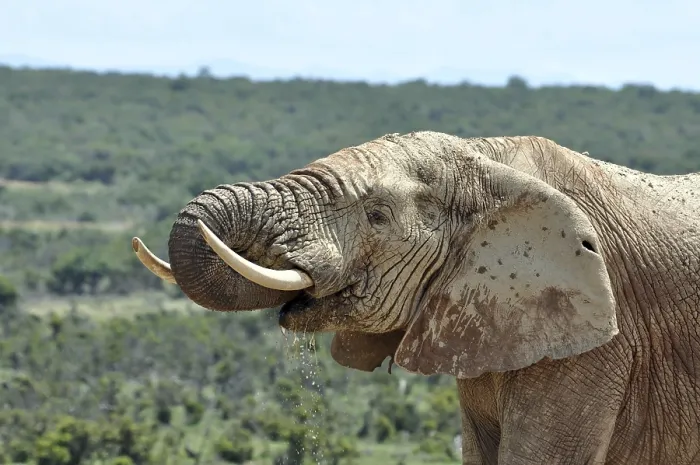 Framed Print : An African Elephant in the Addo Park