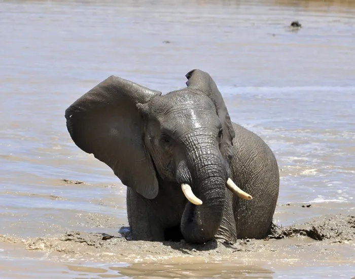 Framed Print : An African Elephant in the Addo Park, South Africa