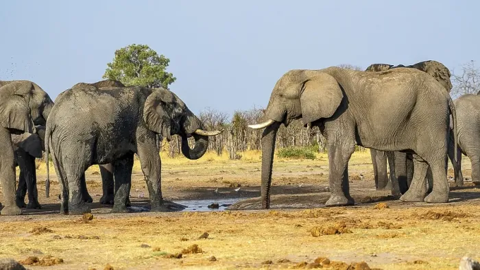 Framed Print : African elephant (Loxodonta africana) Framed Print : African elephant (Loxodonta africana)