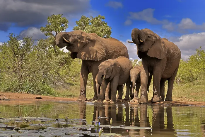 Framed Print : African elephant (Loxodonta africana)