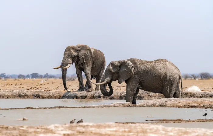 Framed Print : African elephant (Loxodonta africana)