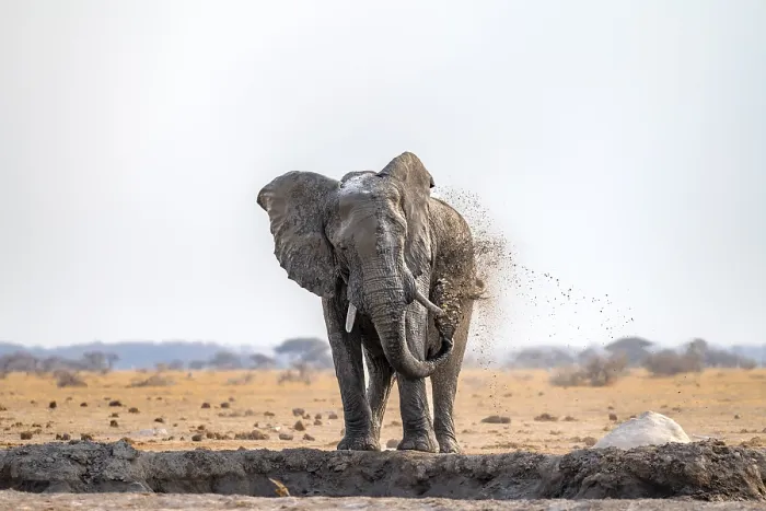 Framed Print : African elephant (Loxodonta africana)