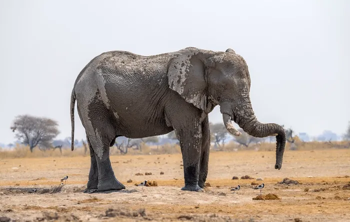 Framed Print : African elephant (Loxodonta africana)