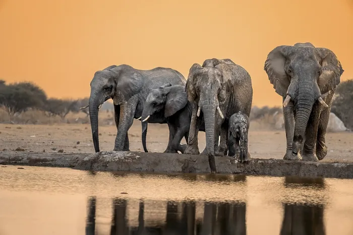 Framed Print : African elephant (Loxodonta africana)