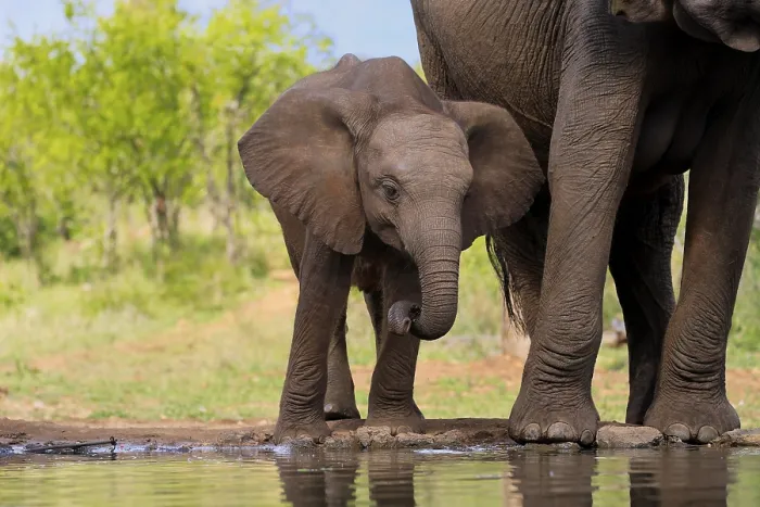 Framed Print : African elephant (Loxodonta africana)