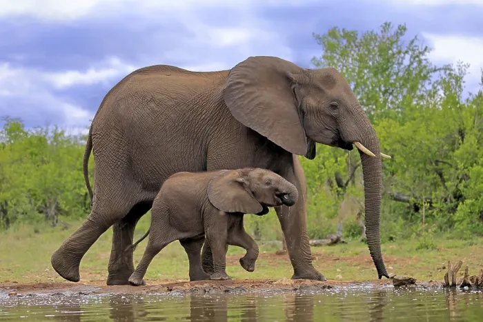 Framed Print : African elephant (Loxodonta africana) Framed Print : African elephant (Loxodonta africana)