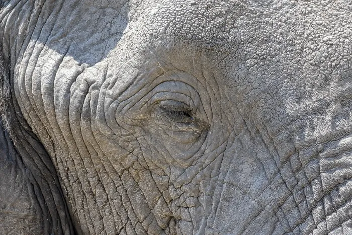 Framed Print : African elephant (Loxodonta africana)