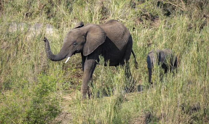 Framed Print : African elephant (Loxodonta africana)