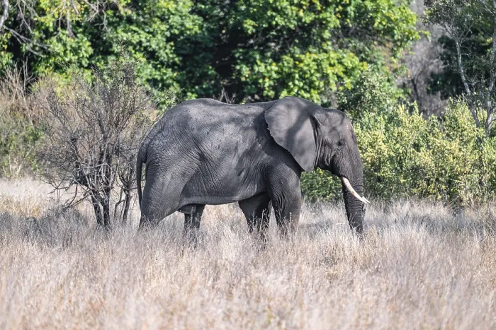 Framed Print : African elephant (Loxodonta africana)