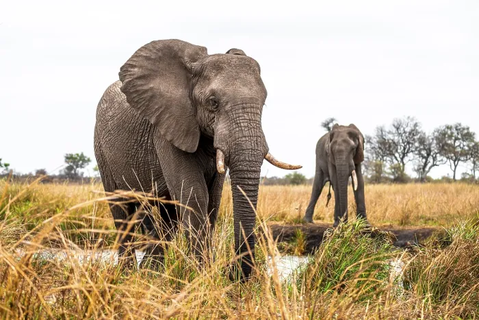 Framed Print : African elephant (Loxodonta africana)