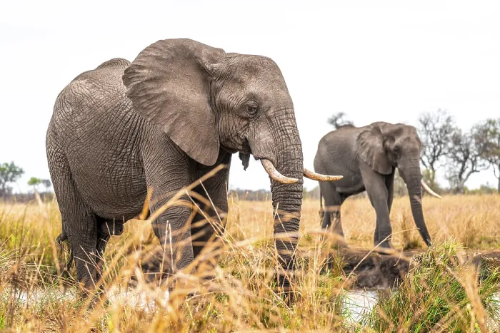 Framed Print : African elephant (Loxodonta africana)