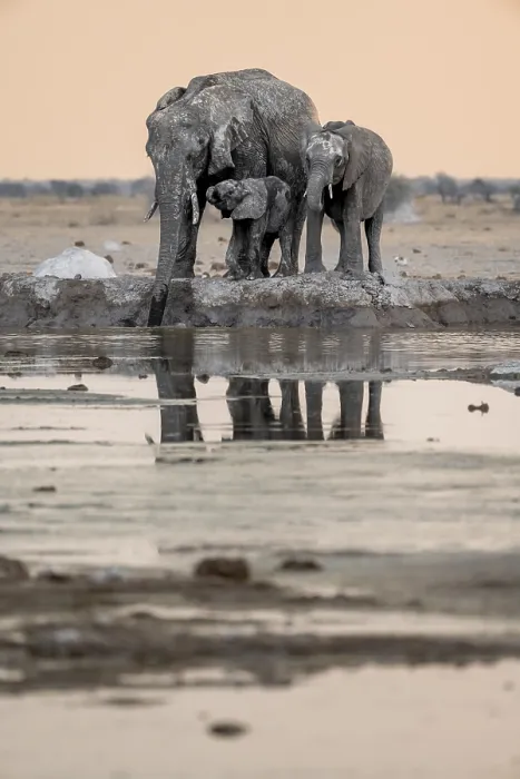 Framed Print : African elephant (Loxodonta africana)