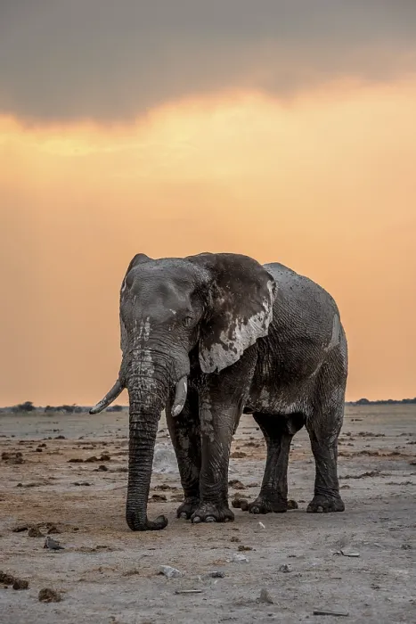 Framed Print : African elephant (Loxodonta africana) Framed Print : African elephant (Loxodonta africana)