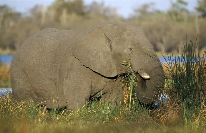 Framed Print : African elephant (Loxodonta africana)