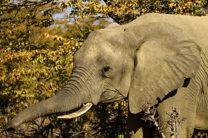 Framed Print : African elephant (Loxodonta africana) Framed Print : African elephant (Loxodonta africana)