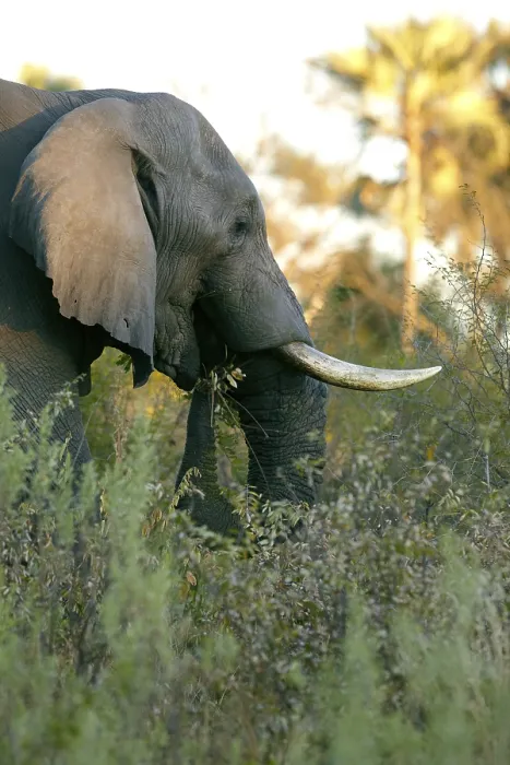 Framed Print : African elephant (Loxodonta africana)