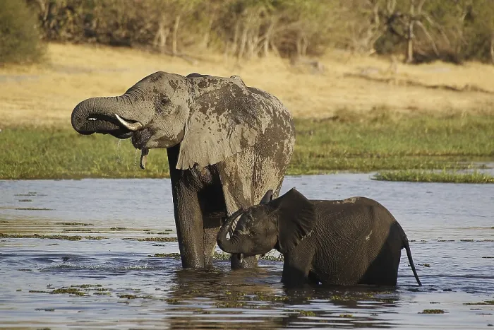 Framed Print : African Elephant (loxodonta africana)