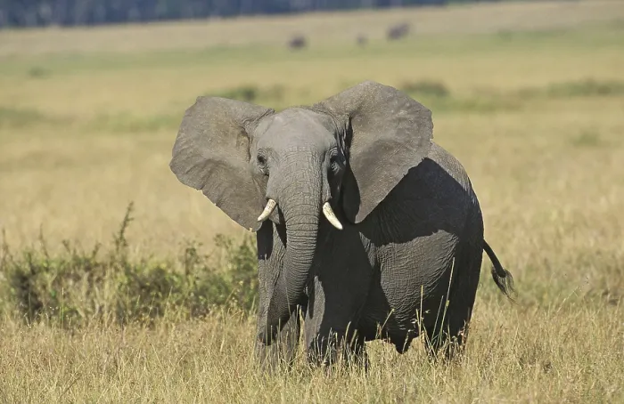 Framed Print : African Elephant (loxodonta africana)