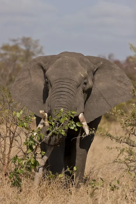 Framed Print : African elephant (Loxodonta africana)