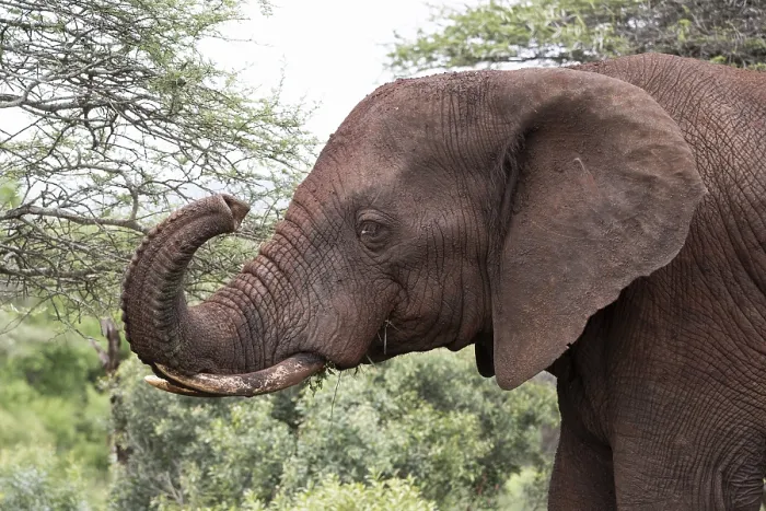 Framed Print : African elephant (Loxodonta africana) Framed Print : African elephant (Loxodonta africana)