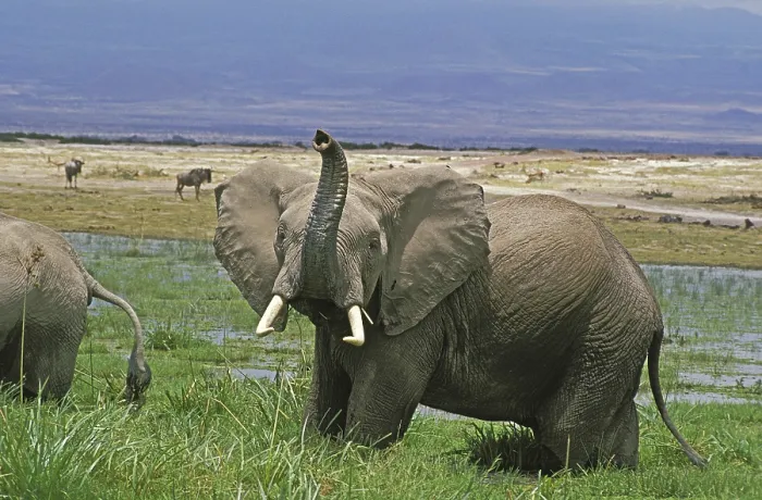 Framed Print : AFRICAN ELEPHANT (loxodonta africana)