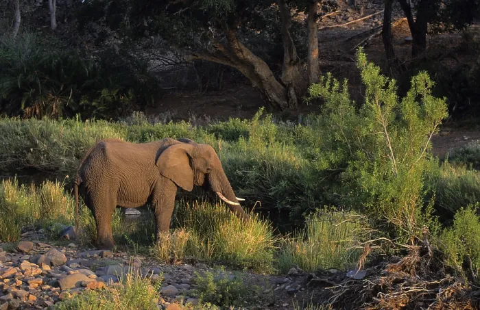 Framed Print : African Elephant (Loxodonta africana)
