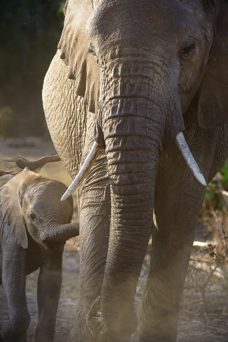 Framed Print : African Elephant (Loxodonta africana)