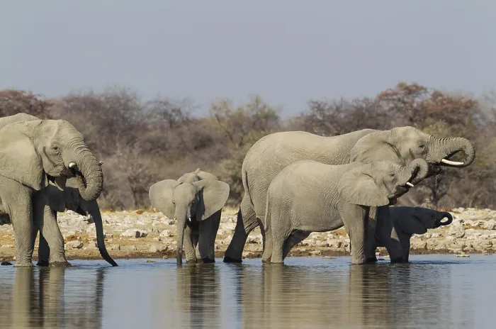 Framed Print : African elephant (Loxodonta africana)